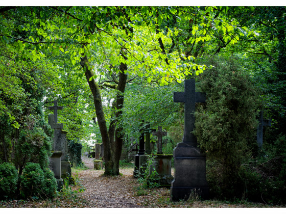 Wald-Friedhof (2)