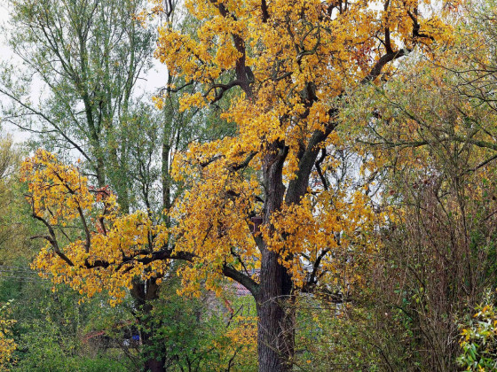 Birnbaum im Herbst