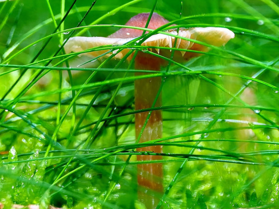 Pilz im Gras