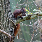 Eichhörnchen I