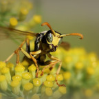 Wespe mit Verdauungstropfen