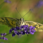 Schwalbenschwanz auf Lavendel